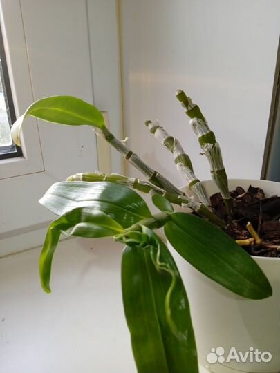 Орхидея дендробиум