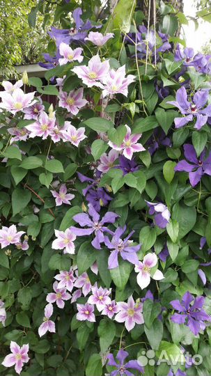 Клематисы многолетние цветы