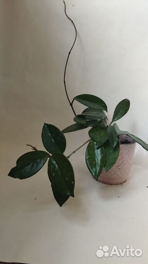 Хойя Карноза (Hoya carnosa Tricolor Exotica )