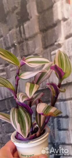 Традесканция нанук