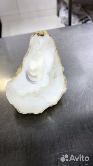 Ракушка Устрицы