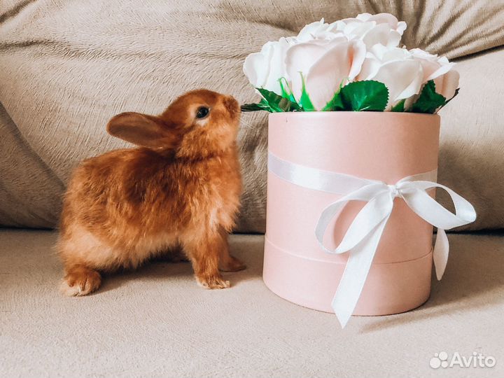 Мини карликовый кролик - рыжий, очень редкий