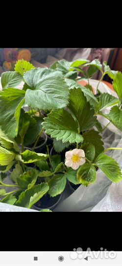 Клубника (земляника садовая) рассада