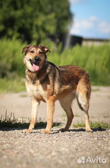 Красотка Тесса