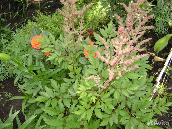 Многолетники