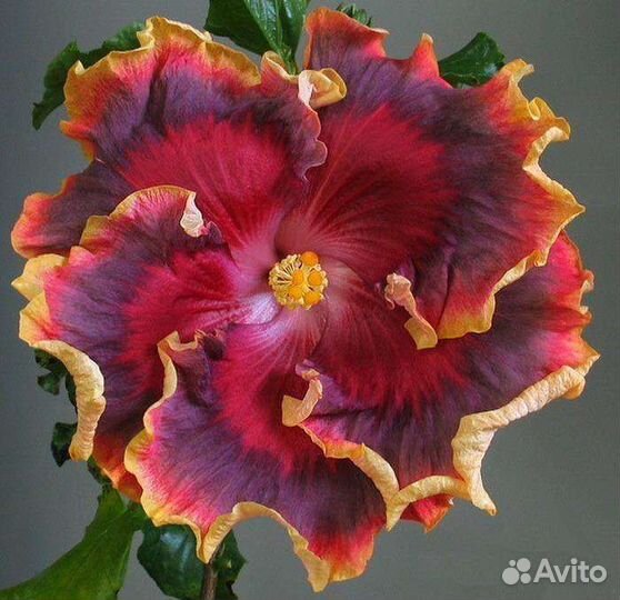 Сортовые гибискусы 2