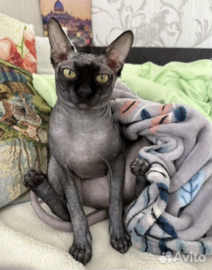 Канадский сфинкс вязка