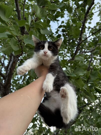 Кошки в добрые руки