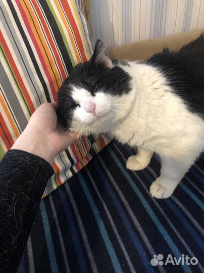 Шикарный кот Семён ищет хозяев