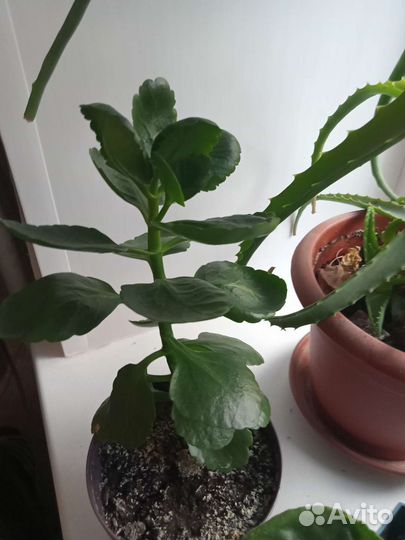 Комнатные цветы