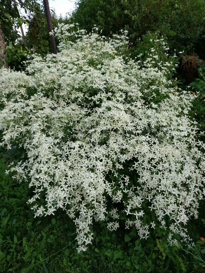 Дача 20 м² на участке 6 сот.