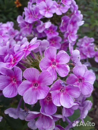 Флоксы саженцы