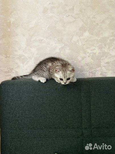 Британская