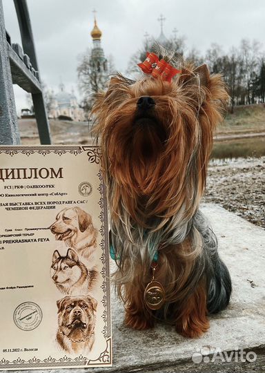 Йоркширский терьер мини щенки