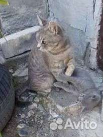 Кошечка мышеловка