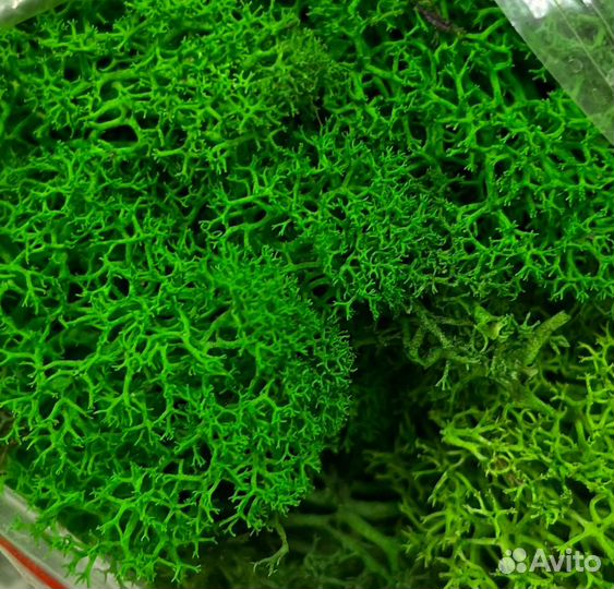 Мох стабилизированный для декора И творчества