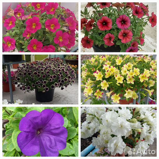 Петуния, вербена, алиссум вегетативные