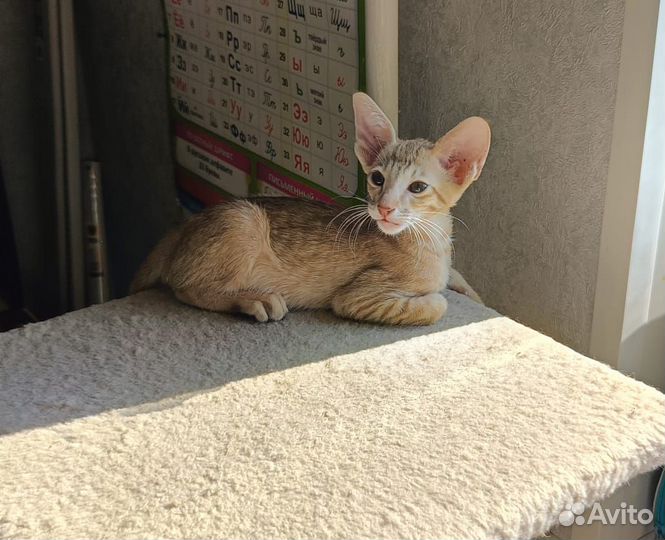 Ориентальный котик