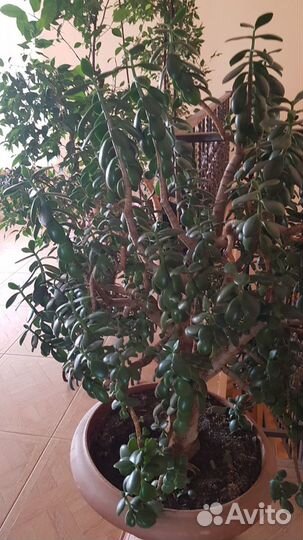 Денежные деревья, возраст более15 лет. Комнатные