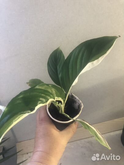 Спатифиллум пикассо