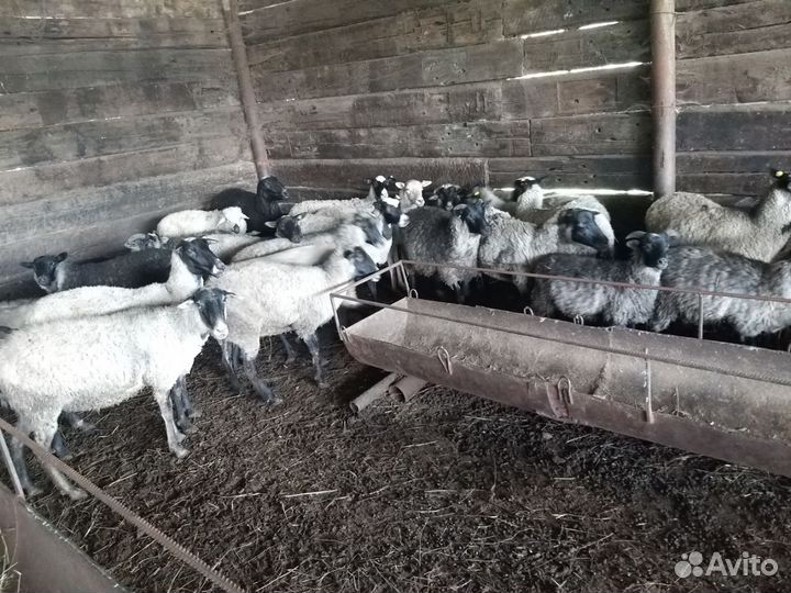 Романовские овцы