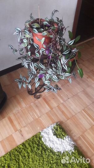 Бальзамин и зебрена