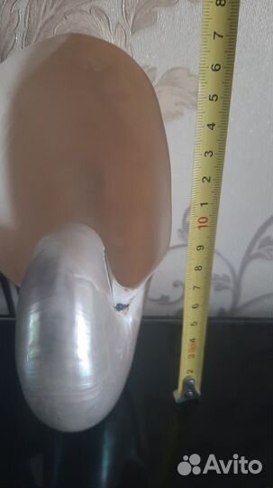 Морская раковина Наутилус