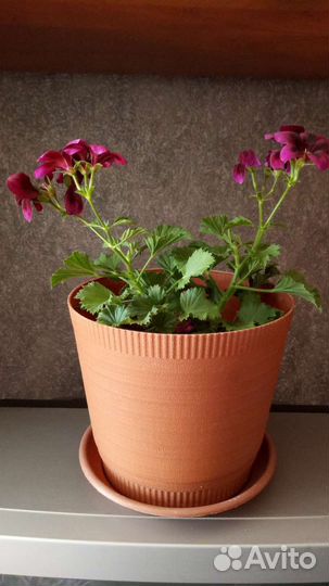 Пеларгония герань