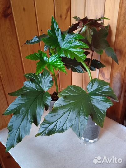 Комнатные цветы. Бегонии