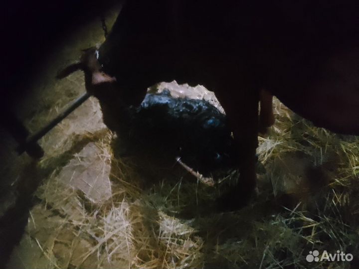 Корова первотелка с теленком