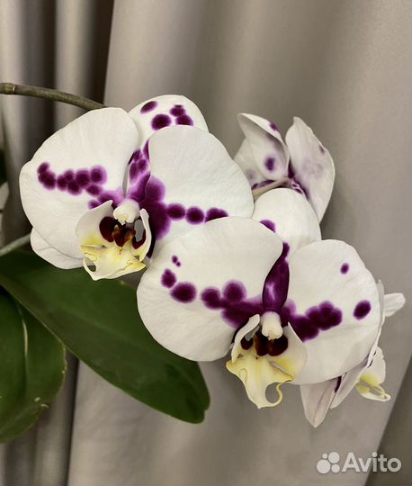 Орхидея фаленопсис