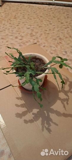 Цветок декабрист