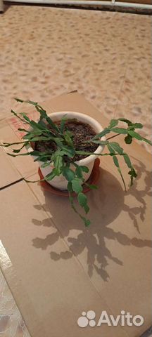 Цветок декабрист