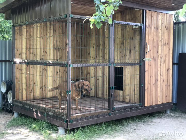 Передержка собак