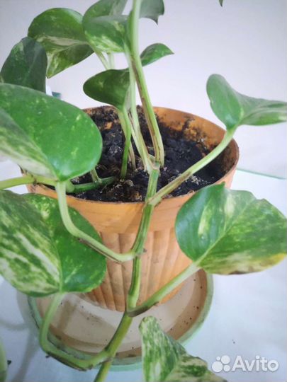 Сциндапиус