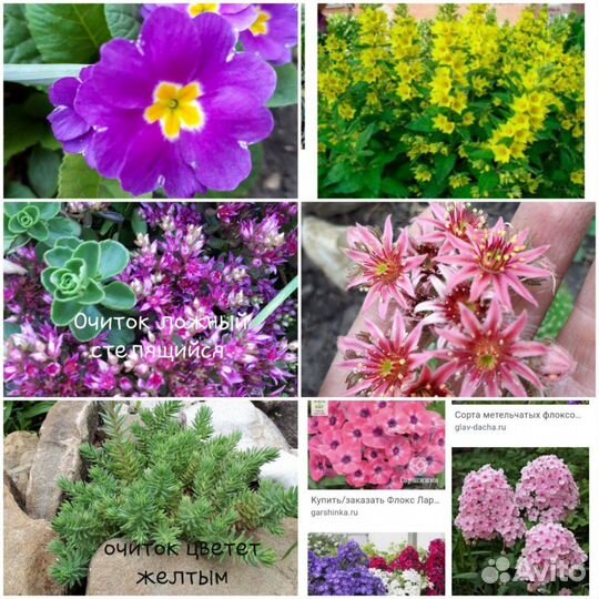 Необычный ирис и др многолеткиОт