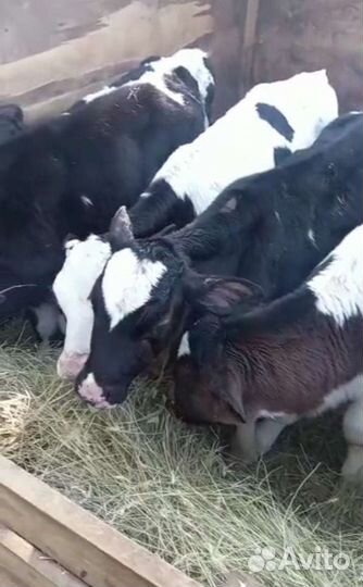 Бычки на откорма. С доставкой