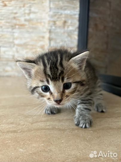 Котенок мальчик