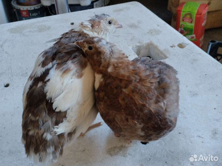 Перепела инкубационное яйцо