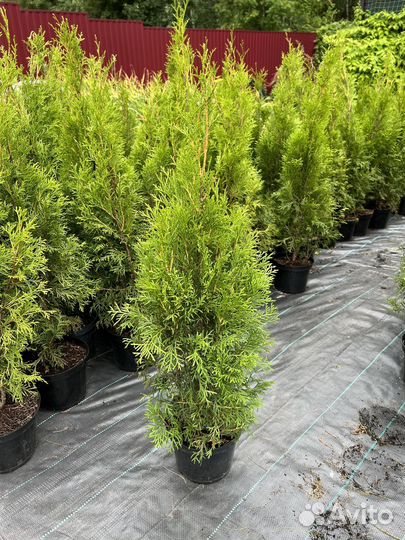 Туя Смарагд 90+ см Туи Smaragd