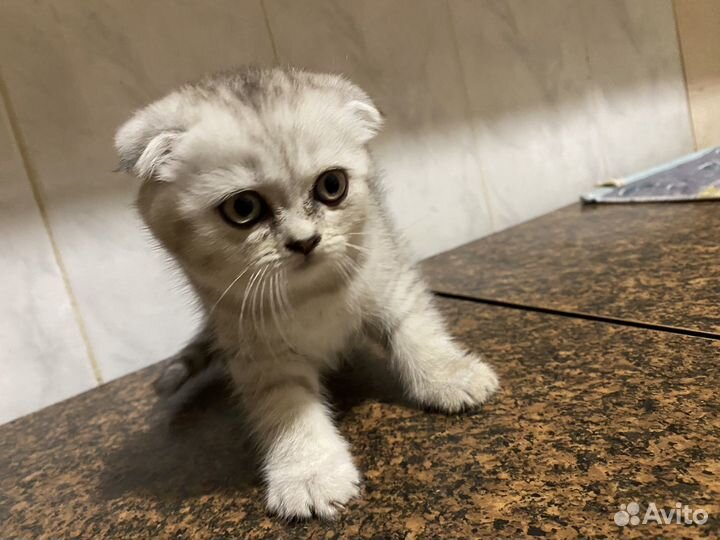 Шатланские вислоухие котята