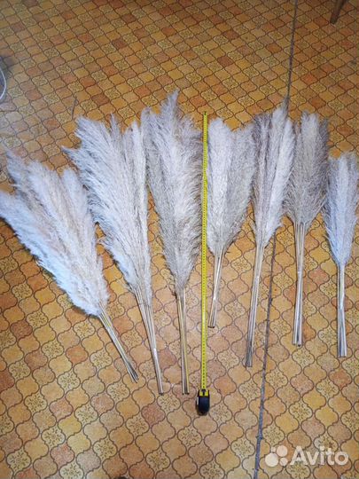 Пампасная трава