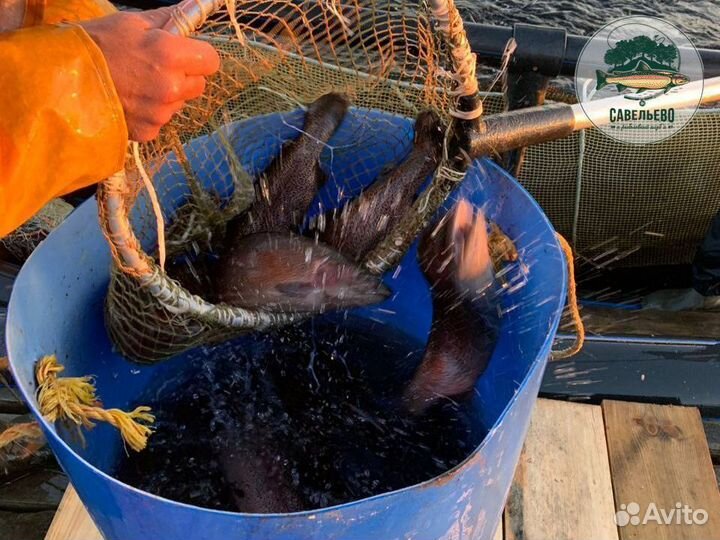 Свежая красная рыба Форель охлажденная / Оптом