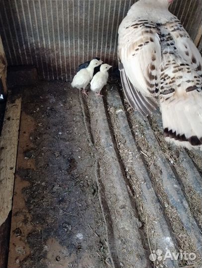 Индюки индюшата