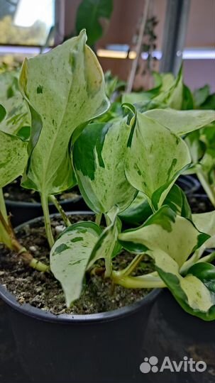 Сциндапсус Хэппи Лиф