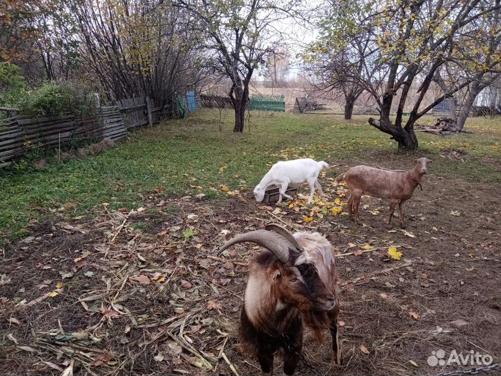 Козы Ламанча