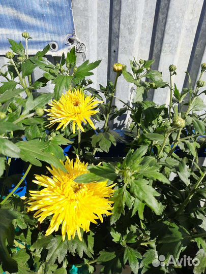 Хризантемы