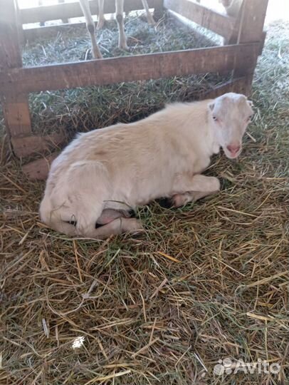 Козел ламанча