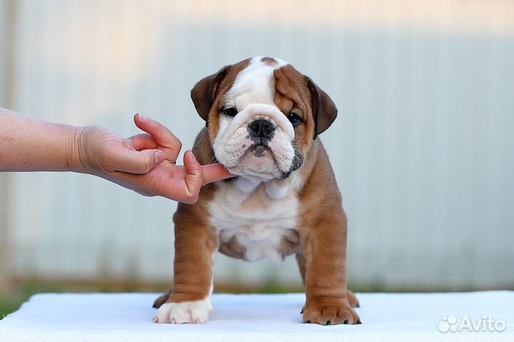 Английский бульдог щенки