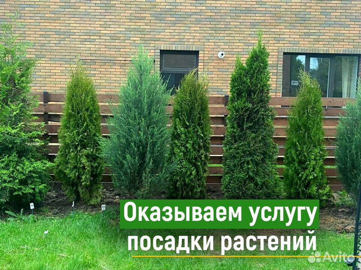 Туи смарагд 1,2 м свежая копка 2023